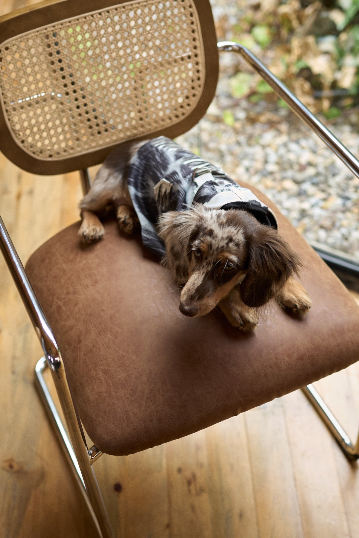 Tutti Brownish Doggy Jacket