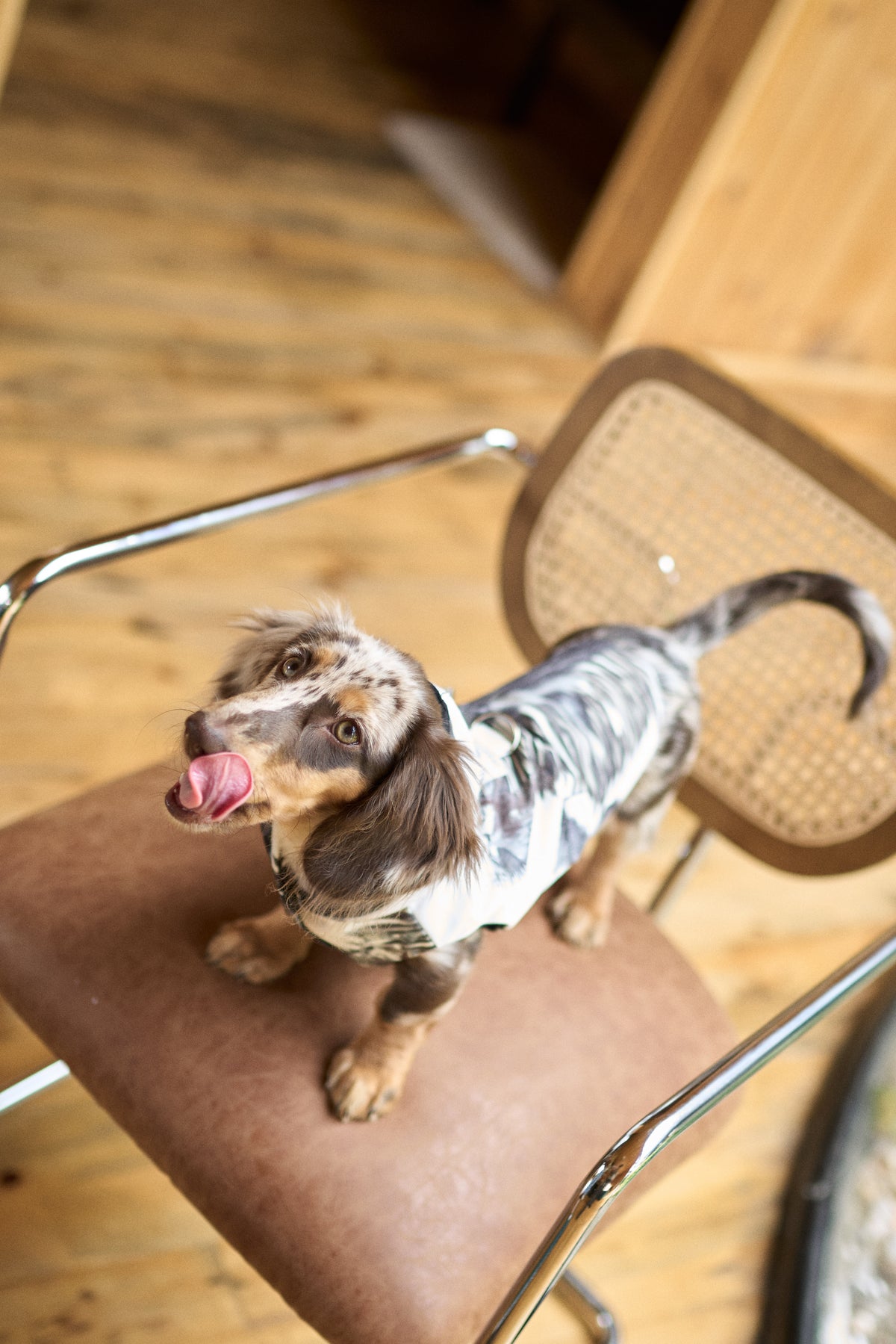 Tutti Brownish Doggy Jacket